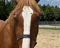 15-hand-draft-gelding