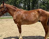 sorrel-gelding-for-sale