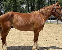 sorrel-draft-gelding