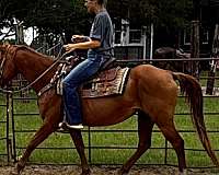 quarter-horse-mare