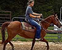 beginner-safe-horse-quarter