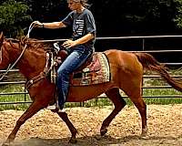 family-horse-quarter