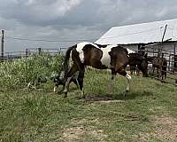 kid-horses-paint