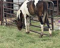 sixes-paint-horse