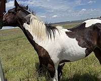 streakin-sixes-paint-horse
