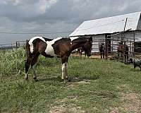 all-around-barrel-racing-paint-horse