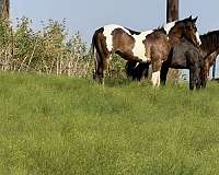 kid-horses