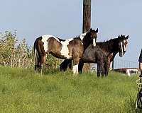streakin-sixes-horse