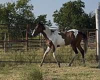 daughter-colt