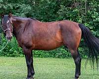 beginner-quarter-horse