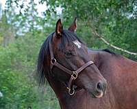 companion-quarter-horse