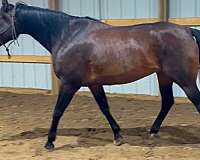 kid-safe-quarter-horse