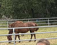 all-around-quarter-horse