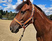 14-hand-mustang-mare