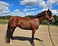 bay-mare-for-sale