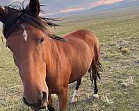bay-mustang-mare