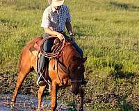 all-around-quarter-horse