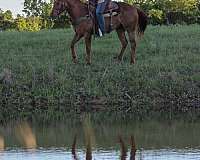 arena-quarter-horse