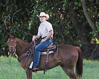 barrel-quarter-horse