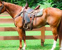 all-around-quarter-horse