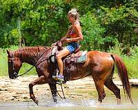 athletic-quarter-horse