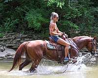 beginner-quarter-horse