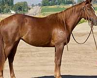 all-around-quarter-horse