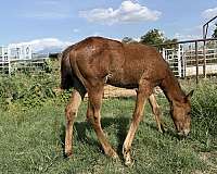 cowboy-filly