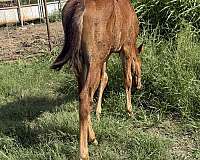 triple-crown-filly