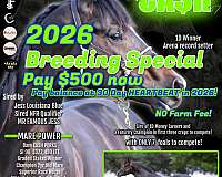 barrel-racing-racehorse-filly