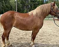 belgian-haflinger-horse-for-sale