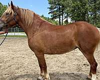 belgian-haflinger-mare-broodmare