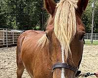 belgian-haflinger