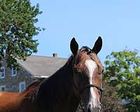thoroughbred-horse-for-sale