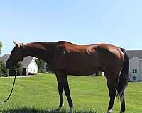 thoroughbred-gelding