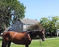 thoroughbred-horse