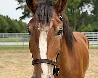 16-hand-belgian-gelding