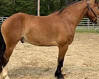 bay-gelding-for-sale
