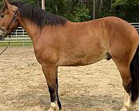 bay-belgian-gelding