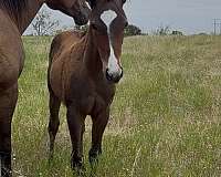shoe-filly