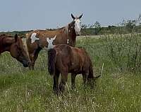 trail-ride-filly