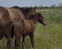 arena-quarter-horse
