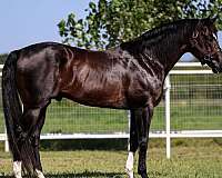 babies-quarter-horse