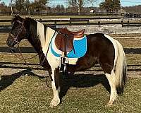 black-n-white-pony