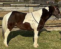 all-around-pony