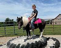 pinto-black-n-white-pony