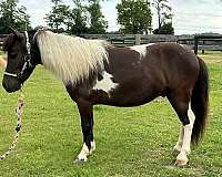 beginner-pony