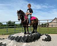 beginner-pony