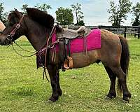 driving-pony