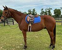 all-around-appendix-horse